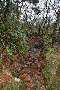 山林间的湿润小径