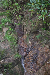 山间溪流旁的植被与岩石