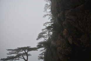 雾中峭壁上的孤松