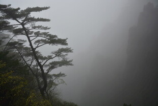 雾中峻岭旁的挺拔树木