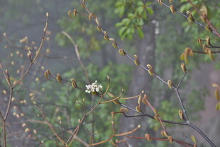 枝头嫩叶上的小鸟