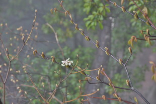 枝头嫩叶与白花的景致