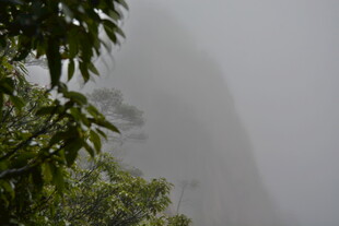 雾中青山伴绿树