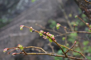 枝头新芽初绽