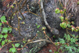 岩石旁的绿植与藤蔓