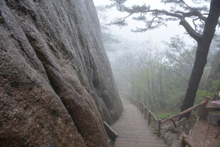 山间石径旁的葱郁树木