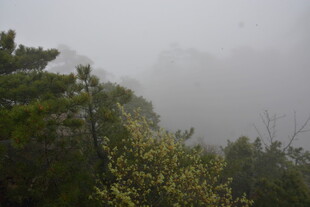 山林雾景 绿意朦胧