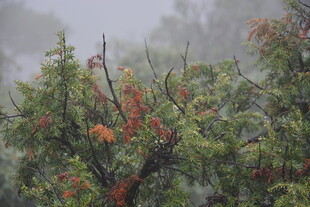 雾中枝叶 红果点缀