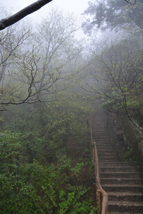 雾中蜿蜒的山林木质阶梯