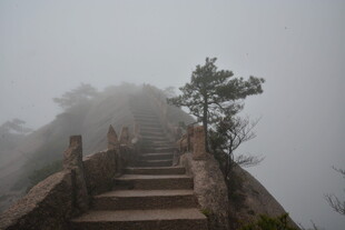 雾中石阶 孤树挺立