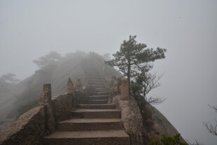 雾中石阶 孤树挺立