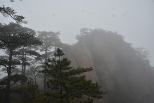 云雾缭绕的山林景观