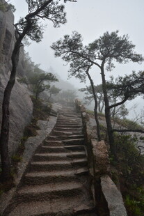 雾中石阶旁的苍松