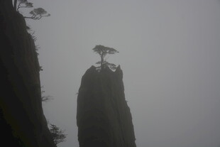 云雾中孤峰上的挺拔松树