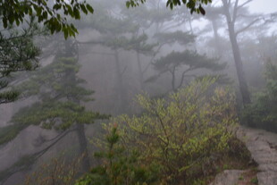 山间雾景 绿意朦胧