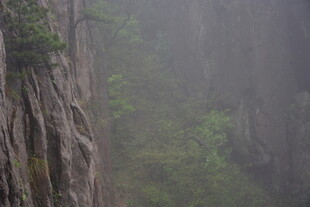 雾中峻峭山壁与绿意
