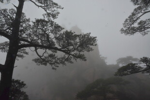 雾中孤松 山景朦胧意境美