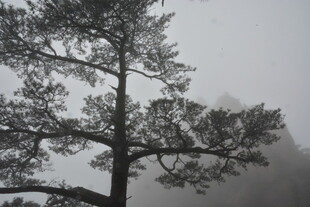 雾中孤树显静谧