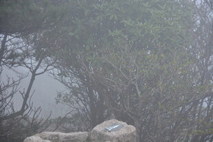 雾中山林岩石景象