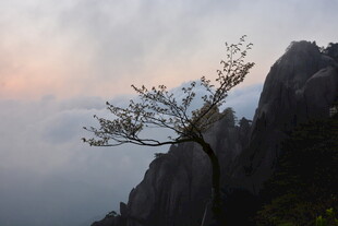 山巅孤树映霞光