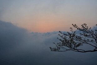 雾霭中枝头映天边霞光