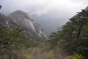 云雾缭绕的山林美景