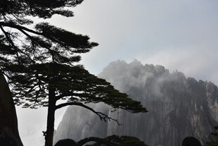 黄山松与云雾缭绕山峦