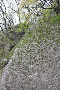 岩石上的绿意盎然