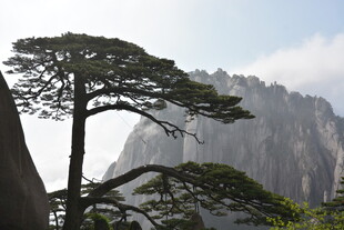 黄山奇松与巍峨山峦