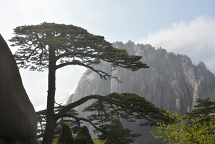黄山劲松与壮丽山峦