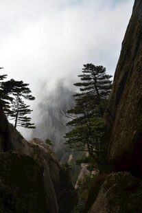 云雾缭绕的险峻山间松景