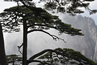 黄山松景 云雾缭绕之美