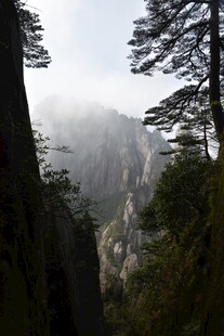 云雾缭绕的山间松林美景