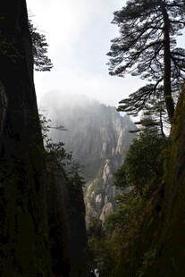 云雾缭绕的山间松树景观