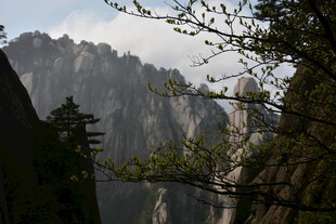 黄山奇峰间的葱郁景致