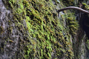 长满青苔的潮湿岩壁