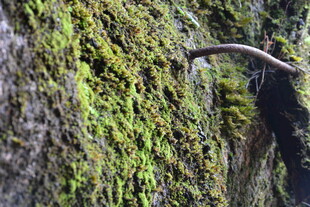岩壁上的翠绿苔藓与枝桠