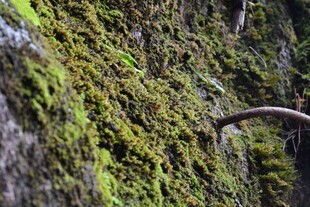 岩壁上的翠绿苔藓