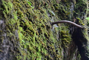 青苔覆盖的弯曲树干