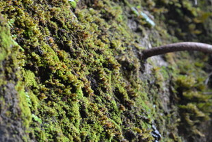 青苔覆盖的弯曲金属物件