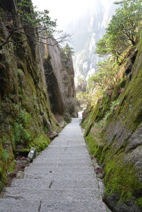 山间幽径 绿意盎然的小道