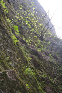 长满绿植的陡峭岩壁