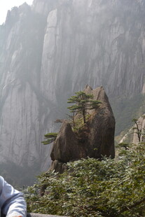 黄山奇峰上的孤松