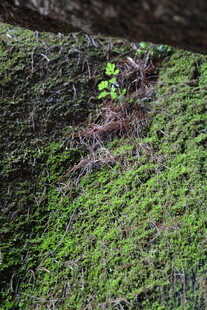 石缝中生长的嫩绿植物