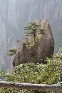 黄山奇峰上的孤松