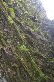 岩壁上的翠绿藤蔓