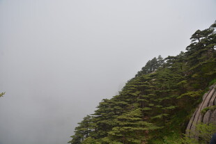 云雾缭绕的山林景色