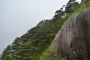 陡峭山壁旁的葱郁林木