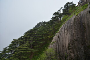 陡峭山壁旁的茂密松林