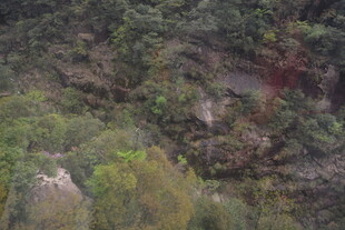 俯瞰茂密山林景观